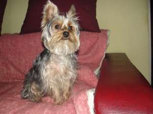MONTA YORKSHIRE TERRIER