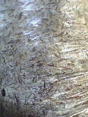 VAND COMPOST CIUPERCI PLEUROTUS
