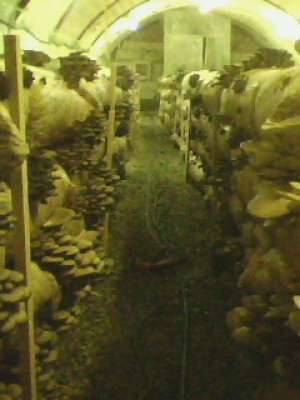 VAND COMPOST CIUPERCI PLEUROTUS