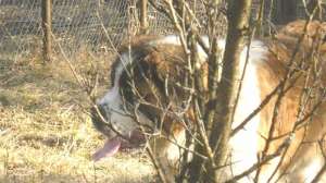 vand femele saint bernard