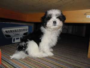 Bichon in Iasi