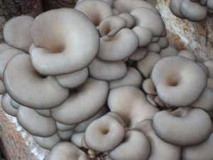 Consultanta si compost pleurotus