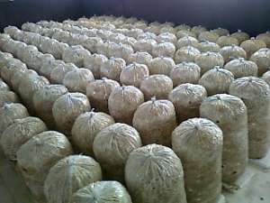 Consultanta si compost pleurotus