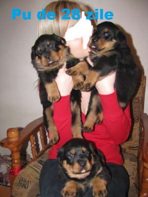 Rottweileri de cea mai buna calitate.