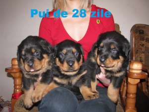 Rottweileri de cea mai buna calitate.