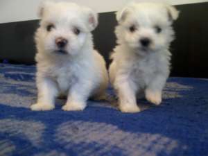 Bichon Maltezi Mini ,  masculi ,  6 saptamani