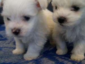 Bichon Maltezi Mini ,  masculi ,  6 saptamani