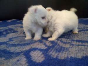 Bichon Maltezi Mini ,  masculi ,  6 saptamani