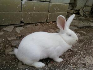 vand iepuri urias alb campina