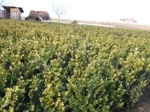 Arbori si arbusti ornamentali