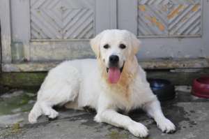 Vand Golden Retriever