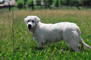 Vand Golden Retriever