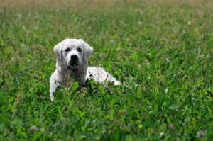 Vand Golden Retriever