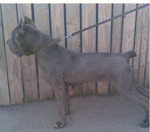 Vand Cane Corso