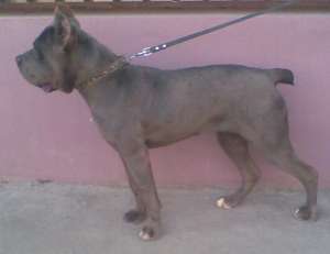 Vand Cane Corso