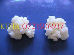 KEFIR CIUPERCA TIBETANA 0723506937 DE VANZARE ORIUNDE IN ROMANIA