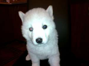 vand catelusi husky rasa pura