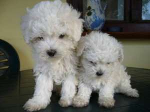 Vand fetite de bichon Bolognese ,  talie mini ,  rasa pura  ,  800 RON! !