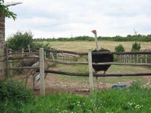 struti de vinzare 2012