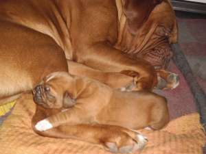 Dog de Bordeaux