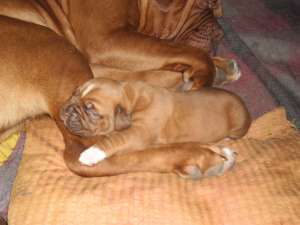 Dog de Bordeaux