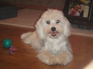 Bichon maltez mascul pentru imperecheat