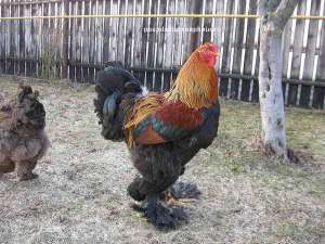 Brahma . Pui si Oua