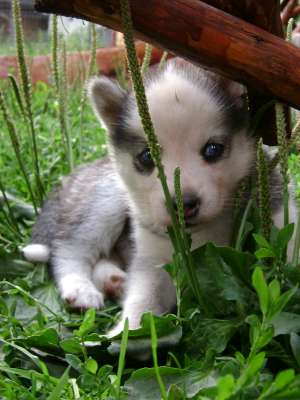Vand Husky Siberian - 2 femele