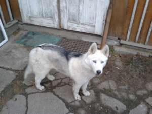 Vand Husky Siberian - 2 femele