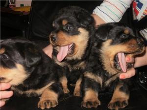 vand pui rottweiler
