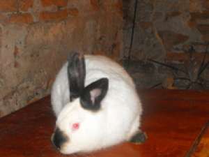Iepuri de rasa California,   Urias Alb,   Urias Belgian