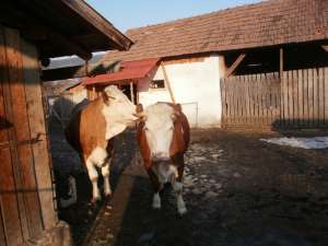 VACI DE RASA GERMANA BALTATA