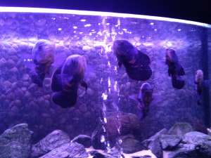 Vand Astronotus Ocellatus (Oscari)