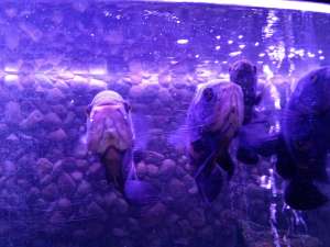 Vand Astronotus Ocellatus (Oscari)