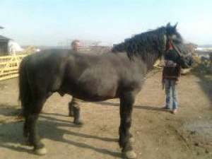 Vand cal armasar semi-greu,  negru comple