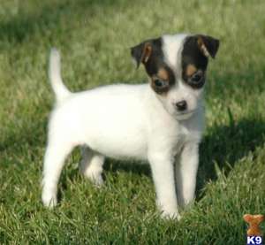 Jack Russell Terrier "Luminozitate"