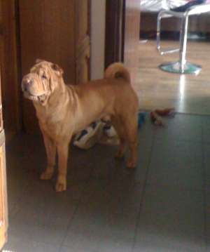 MASCUL SHAR-PEI PT IMPERECHERE BUCURESTI