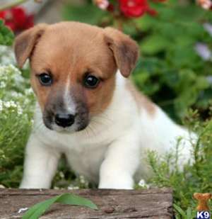 Jack Russell Terrier