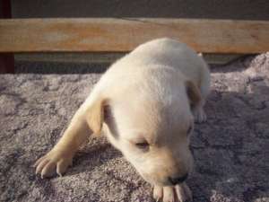 labrador retriever auriu