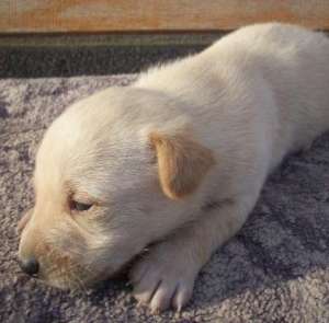 labrador retriever auriu