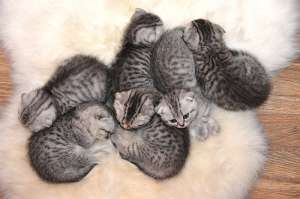 Vand pisici Scottish fold / British