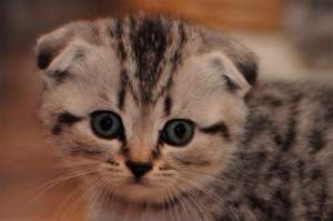 Vand pisici Scottish fold / British