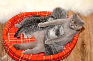 Vand pisici Scottish fold / British