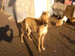 ogar de 2ani jumate, invatat la camp atat ziua cat si noaptea.pt mai multe detalii ma gasiti la tel
