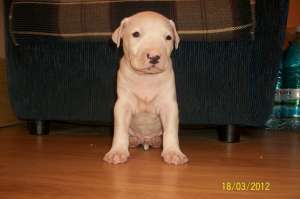 Vand pui  amstaff