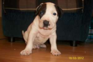 Vand pui  amstaff