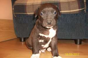 Vand pui  amstaff