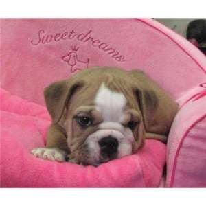 buldog catelus de v�nzare