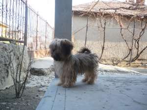 vnad bishon havanez