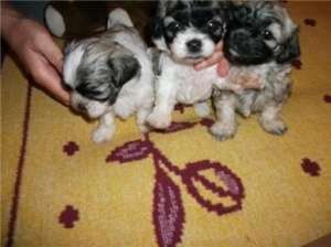 vand bichon maltes pitic